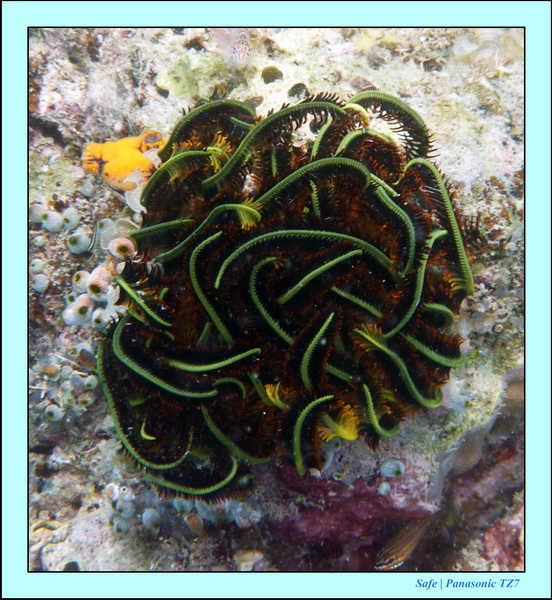 2009    07   Kapalai 20